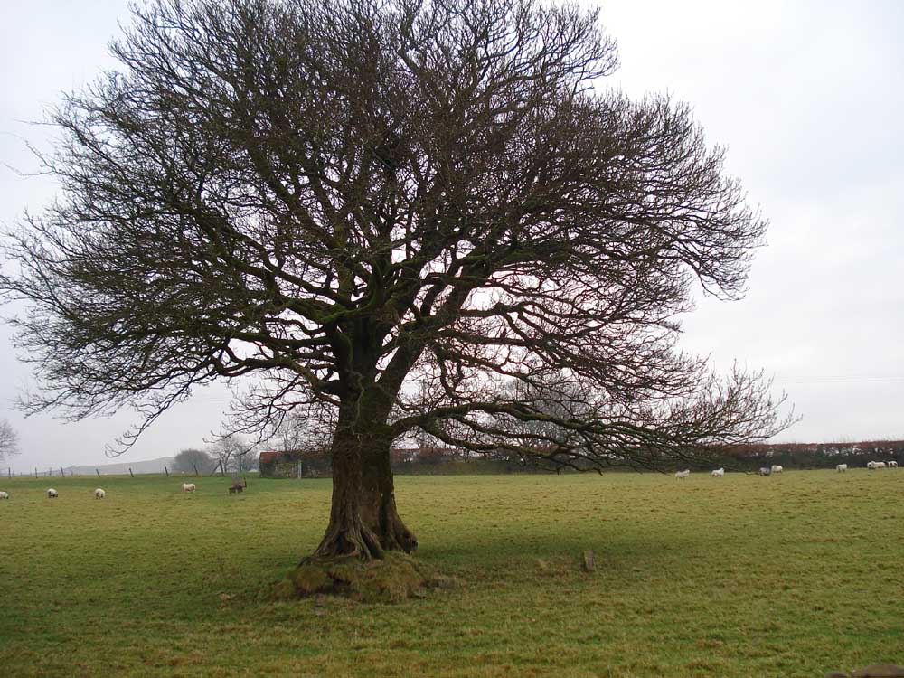 dartmoor-cam